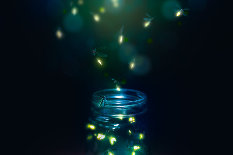How to Attract Fireflies to Your Property